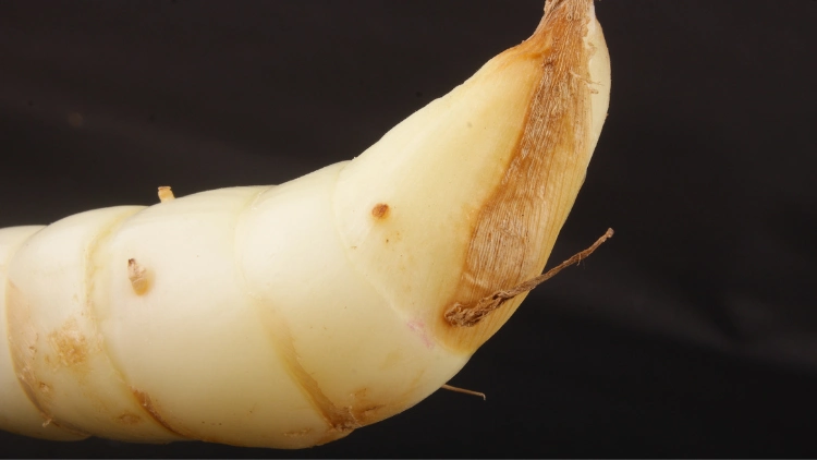 An arrowroot tuber, a long slender white root vegetable.