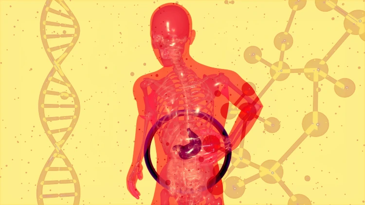 An anthropomorphic red figure holding onto their stomach with a concerned expression, a circle highlighting the stomach organ, set against a yellow background.