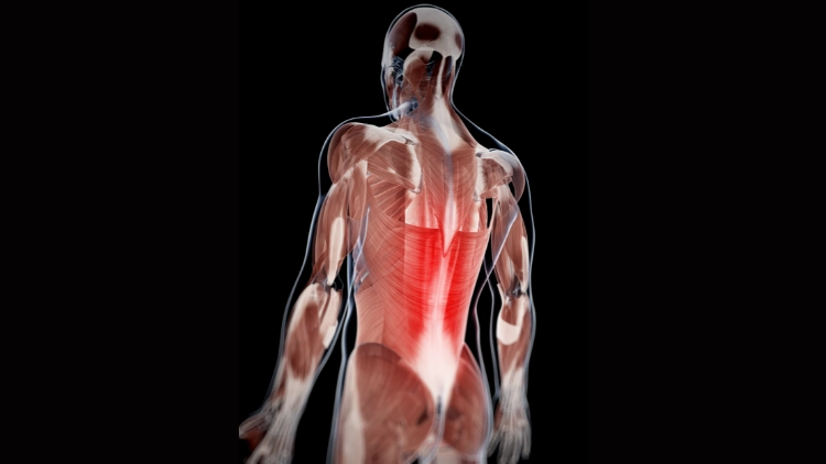 On a black background is an illustration of a human lower back muscles, highlighted in bright red.