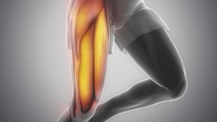 On a grey background is an illustration of a male thigh muscles highlighted in bright yellow and orange.