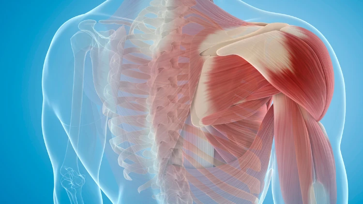 An illustration of the anatomy of the upper back muscles, also showing the shoulder muscles highlighted in red, with blue background.